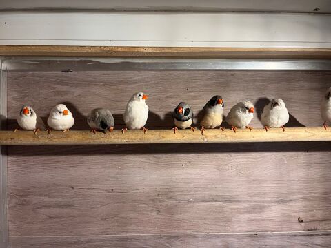 Diamants Mandarins 15 68480 Bouxwiller