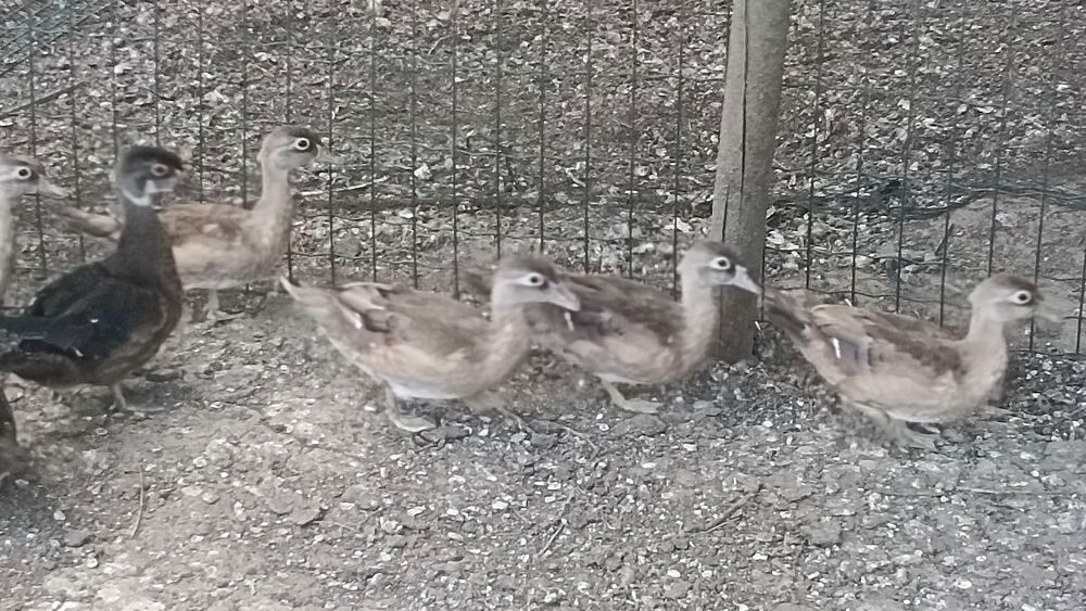   canard carolin d'ornement 