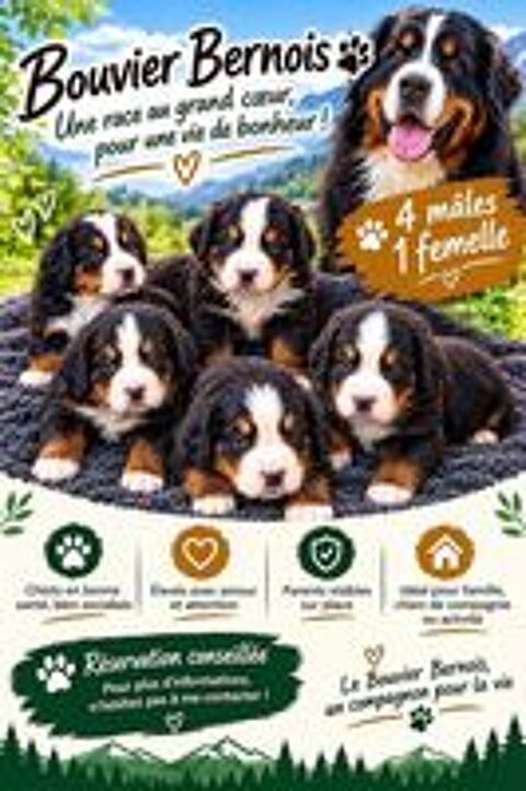   ? Adorables chiots Bouviers Bernois ??
