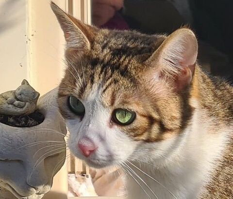 ZAZOO CHAT TIGRE BLANC 1 AN 1/2 195 92260 Fontenay-aux-roses