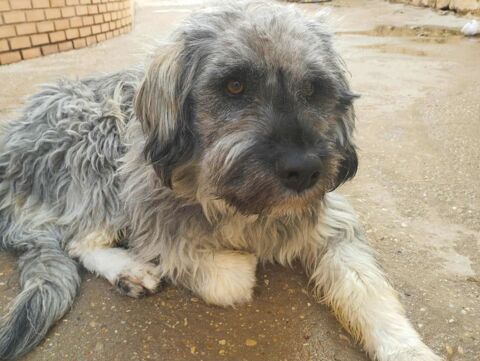 DARYL Magnifique  Berger Leonais 1 an et demi 315 24140 Douville