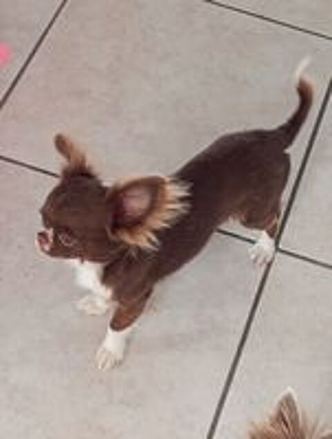   Chihuahua  