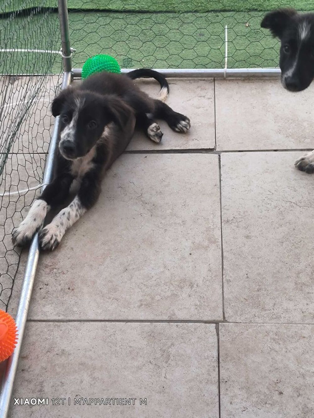 chiot border collie Jardin