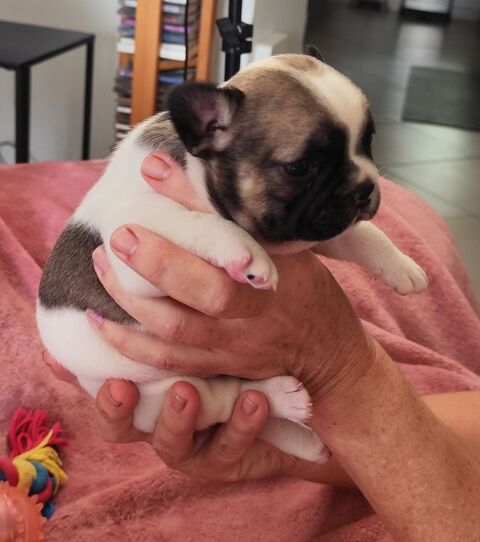 Bouledogue fran&ccedil;ais  850 82200 Montesquieu
