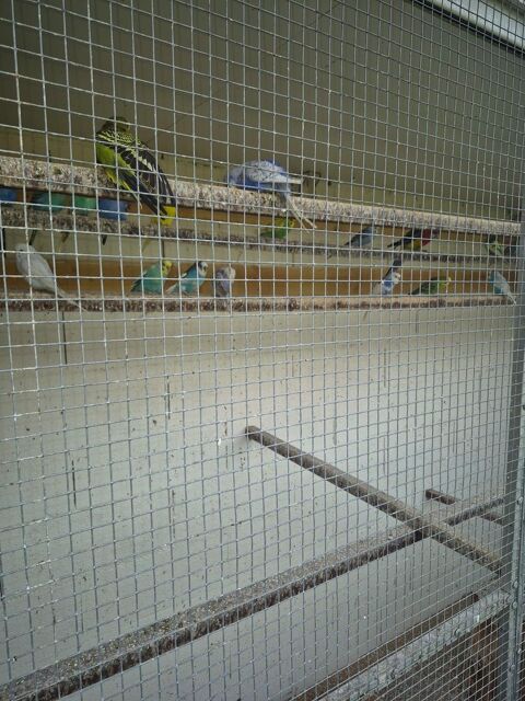 R&eacute;cup&egrave;re perruche, ins&eacute;parable calopsitte 0 93370 Montfermeil