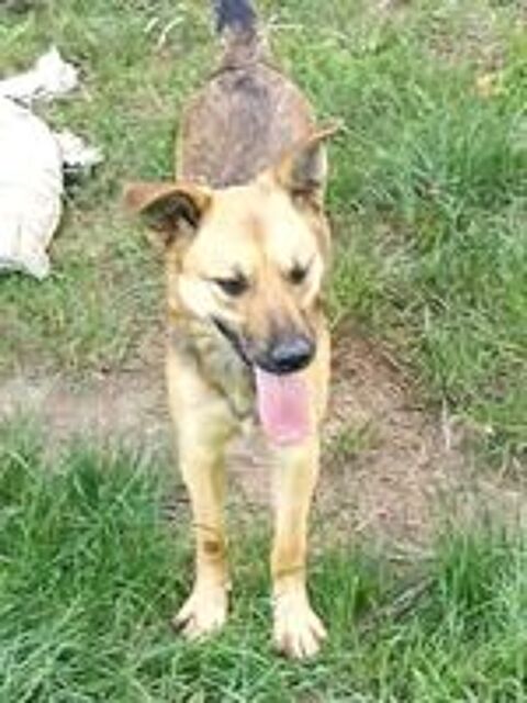   FETITA FEMELLE  ST�RILIS�E 1 AN A SAUVER DE ROUMANIE 2 POUR ADOPTION OU ACCEUIL  