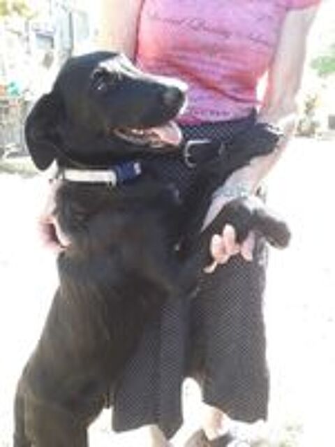   DIANA, adorable chiot Labrador croisé Beauceron à adopter via l'association UMA 