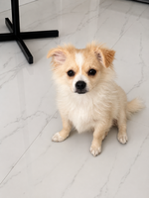   Adorables chiots Pomchi disponibles ???
