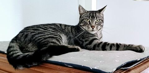 KINAI CHAT TIGRE GRIS 3 ANS 195 92260 Fontenay-aux-roses