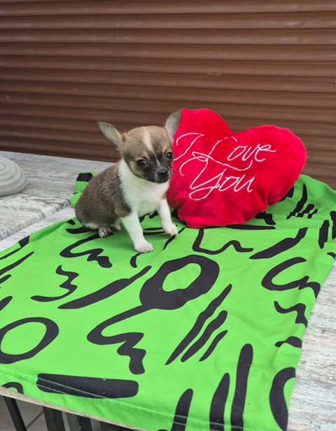Disponible 1 m&acirc;le chihuahua non lof fac paiement 0 37290 Yzeures-sur-creuse