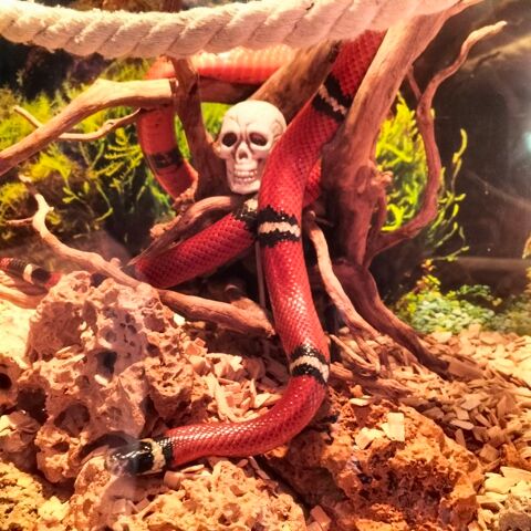 Serpent faux corail sinaloa (Mexique) 70 34130 Saint-aun�s