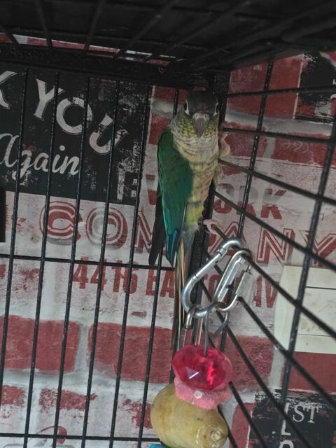 conure molinae 0 56270 Ploemeur