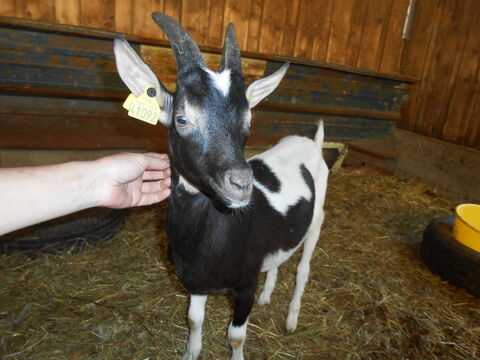 chevreau 70 12640 La cresse
