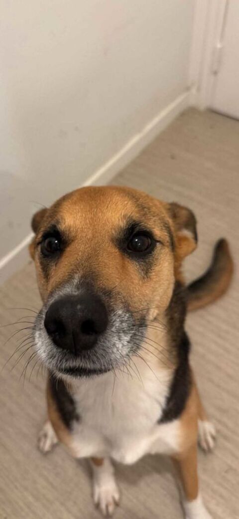 adoption chien 0 77700 Serris