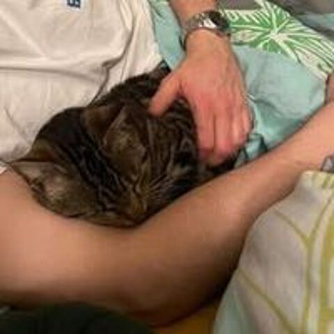   Chat NAMI à l adoption 