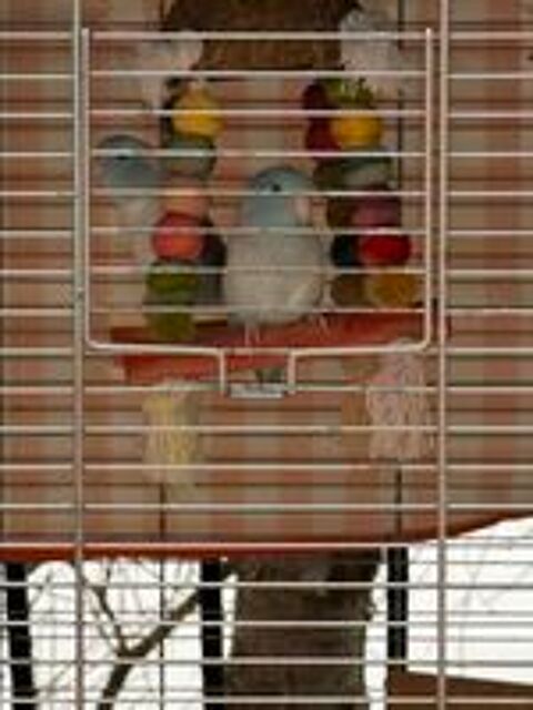   3 Touis célestes + grande cage équipée ? Ensemble complet 