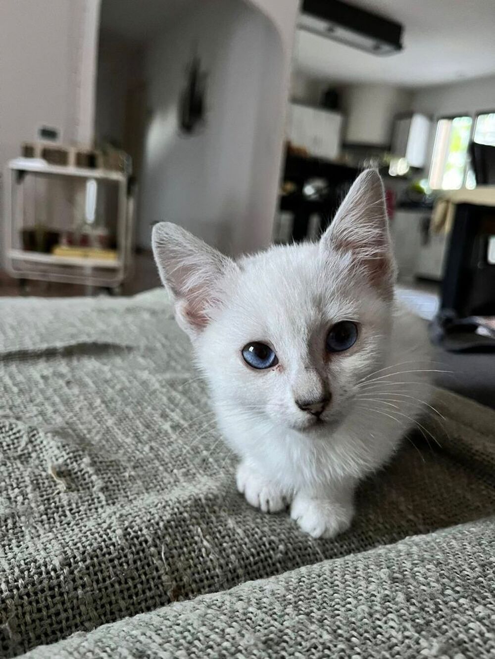   Chat BOULETTE à l adoption 