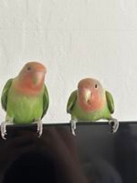   couple d'ins�parables  