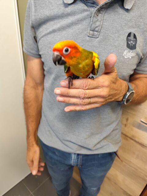 Conures soleil 300 62600 Berck