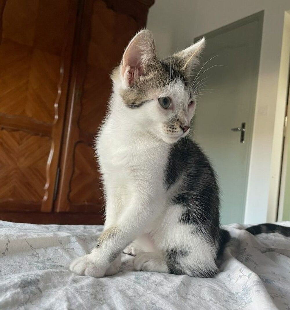   Chaton attend sa nouvelle famille ! 