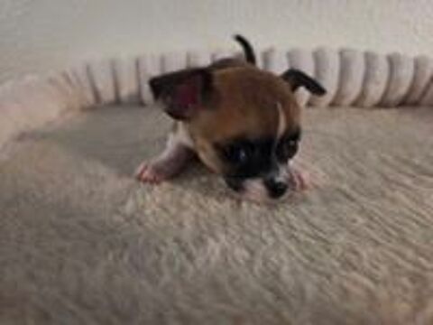   Chihuahua cherche famille 