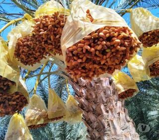  Terrain � vendre 30000 m� Lioua