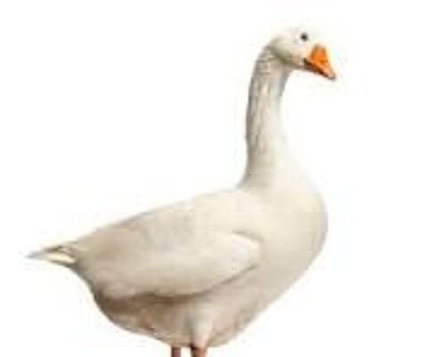 deux couples oies blanches  1 65300 Pinas