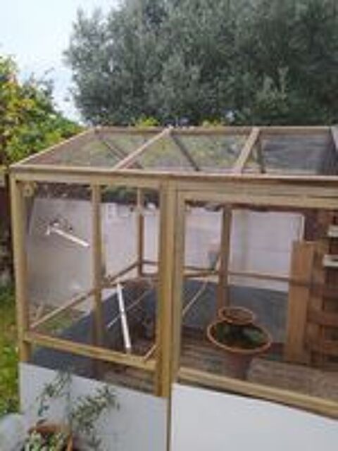   Canaris �lev� en voli�re ext�rieure  