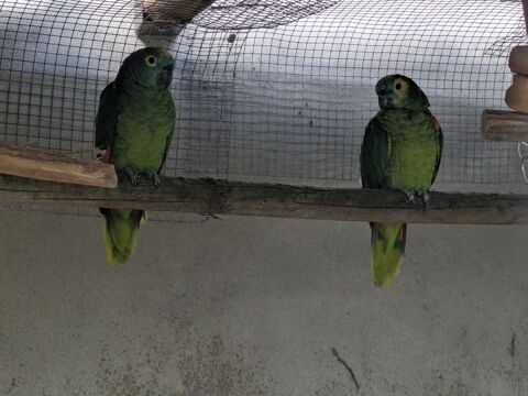 Amazon &agrave; front bleu 1400 47200 Marmande