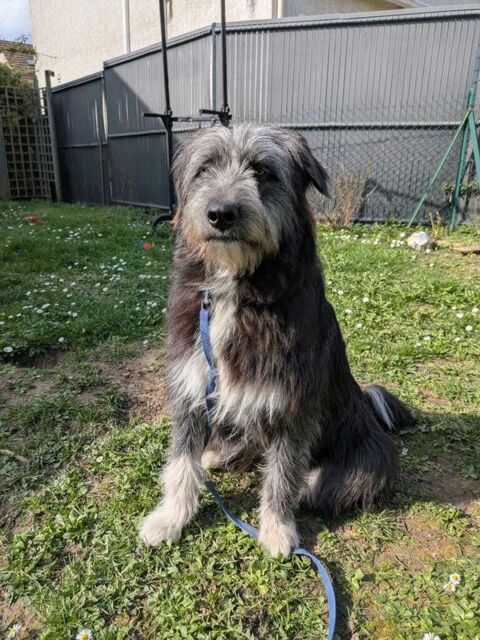 🚨 EXTREME URGENCE SOS POUR BAGGY 🚨 0 75018 Paris