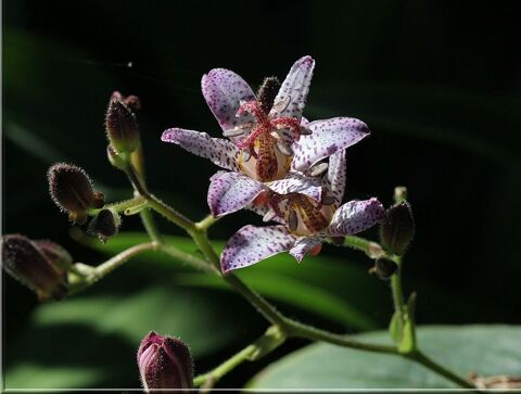 Tricyrtis  Pink Freckles  4 Sainte-Genevive-des-Bois (91)