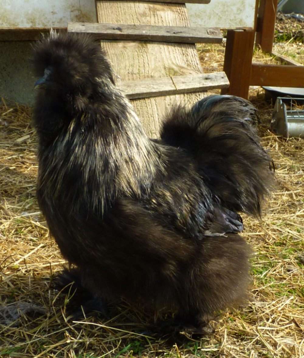   Joli coq Soie noir Juillet 2025 