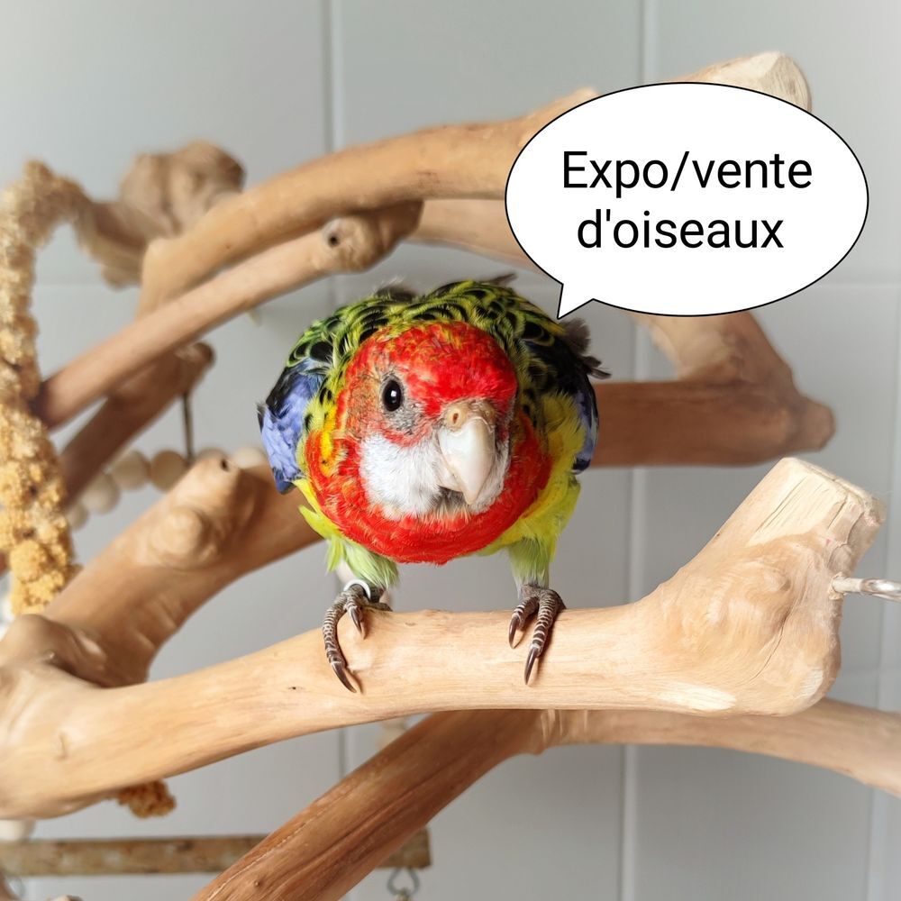   Expo d'oiseaux le samedi 4 juillet 2026 