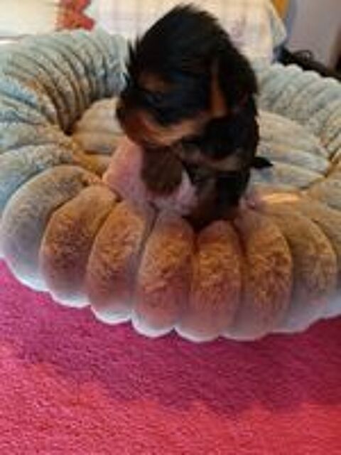   A reserve Male york petite taille 480 gr a ce jour 