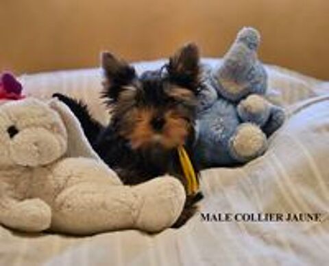   YORKSHIRE TERRIER PURE RACE LOF 