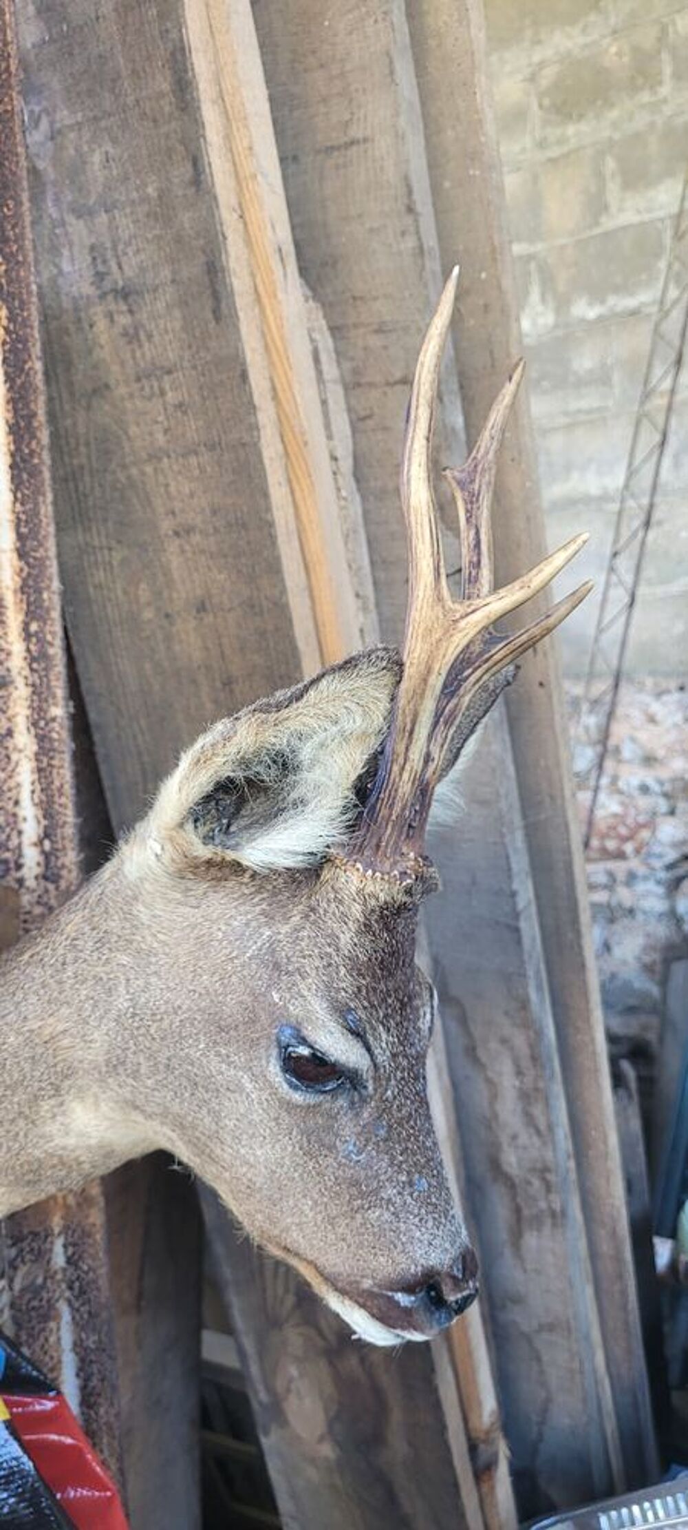  Objets chasse / Boutons / Taxidermie 