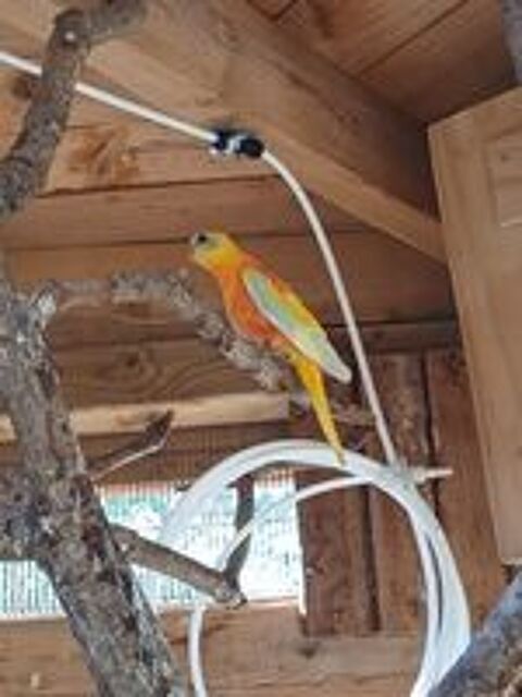   Perruche turquoisine splendide couleur 