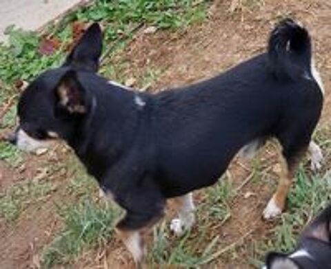   Chihuahua mâle noir tricolore LOF confirmé (et ADN)  