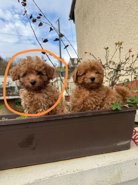 Maltipoo 1800 75010 Paris