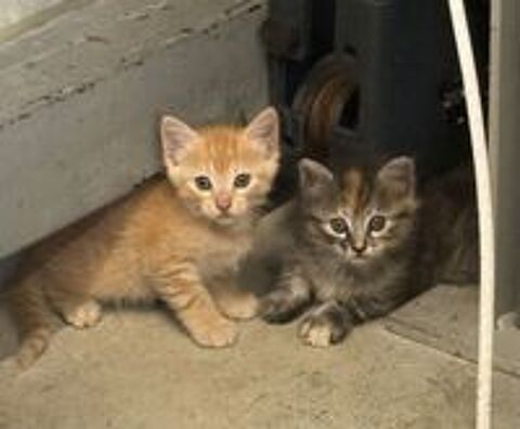   chaton a adopter 