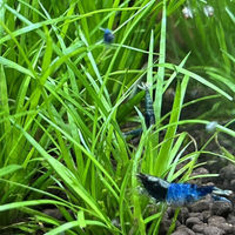   Caridinas Crazy Blue pour aquarium 
