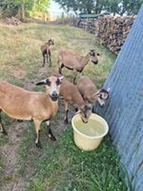   Mouton du cameroun  