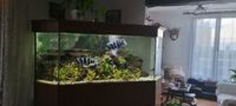   Aquarium d'angle en 2 niveaux (450L+150L) 