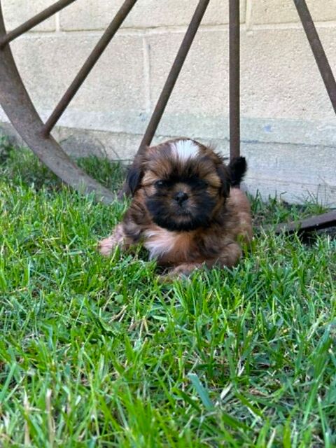 shih tzu 900 59278 Escautpont