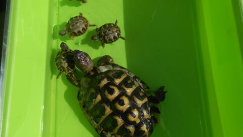 BEBES TORTUES 30340 Saint-privat-des-vieux