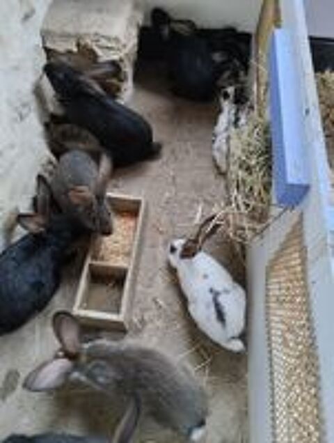   Lapins race papillon  