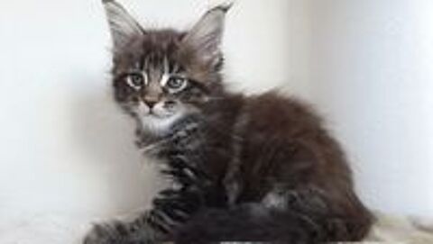   BADY CHATON FEMELLE DE RACE MAINE COON 