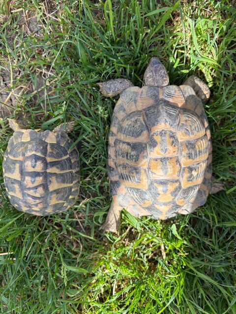 Tortue de terre 250 42800 Rive-de-gier