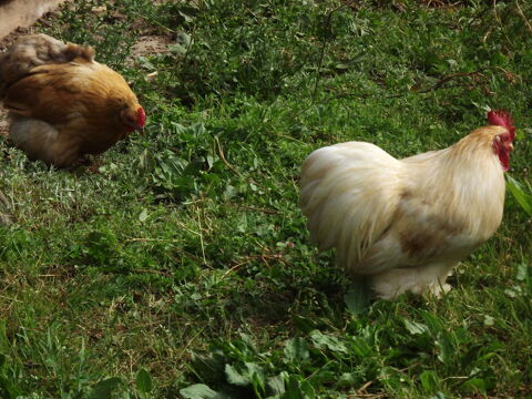 couples de pekins 5 44130 Blain