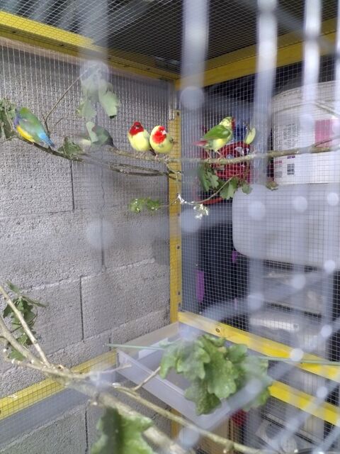 Pape de Nouméa.
Rufficauda 
Colombe tambourette 0 46110 Cavagnac